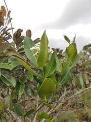 Melodinus balansae