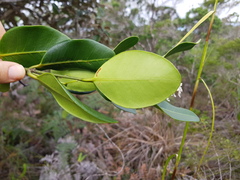Melodinus balansae