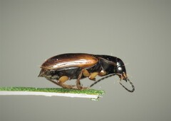 Stenolophini