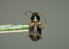 Stenolophini