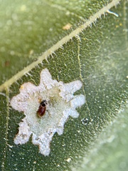 Calycomyza
