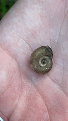 Planorbella trivolvis