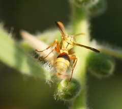 Ropalidia romandi
