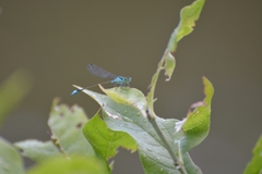 Ischnura elegans