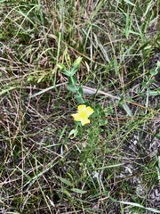 Hypericum tetrapetalum