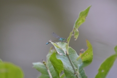 Ischnura elegans