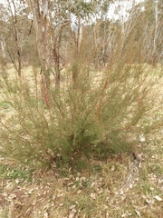 Kunzea parvifolia