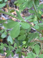 Genista monspessulana
