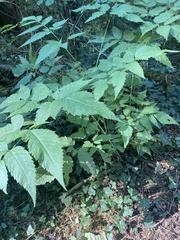 Aruncus