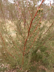 Kunzea parvifolia