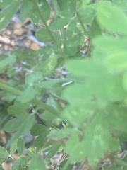 Genista monspessulana