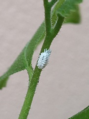 Phenacoccus solenopsis