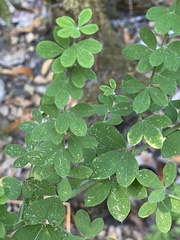 Genista monspessulana