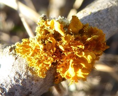 Teloschistes velifer