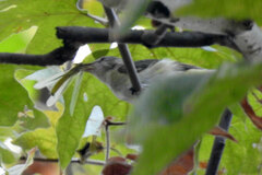 Vireo flavoviridis