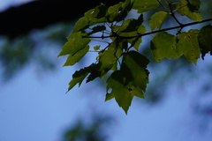 Acericecis ocellaris