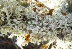 Ramalina glaucescens