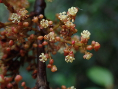 Austrobuxus huerlimannii