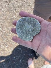 Dendraster excentricus