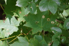 Acericecis ocellaris