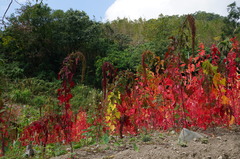 Chenopodium formosanum