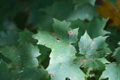 Acericecis ocellaris