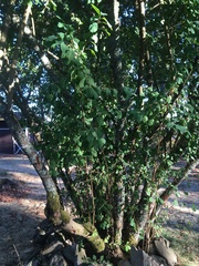 Amelanchier alnifolia