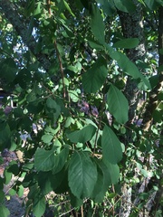 Amelanchier alnifolia