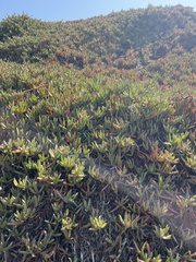 Carpobrotus chilensis