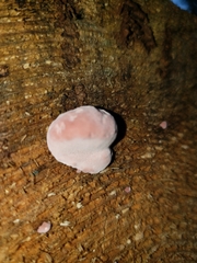 Auricularia fuscosuccinea