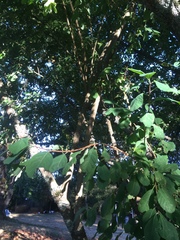 Amelanchier alnifolia