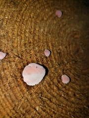 Auricularia fuscosuccinea