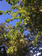 Amelanchier alnifolia