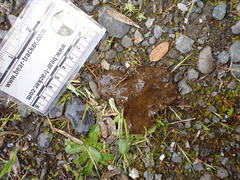 Urocyon cinereoargenteus