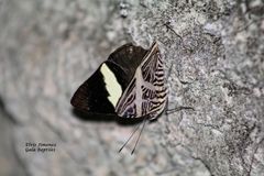 Colobura dirce