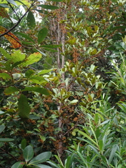 Austrobuxus huerlimannii