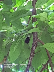 Artibeus jamaicensis