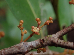Austrobuxus huerlimannii