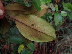 Austrobuxus huerlimannii