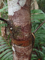 Austrobuxus huerlimannii