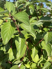 Cornus sericea