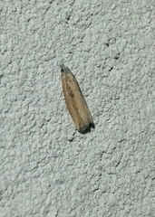 Bactra