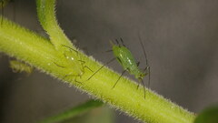 Macrosiphum euphorbiae
