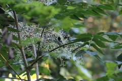 Setophaga caerulescens