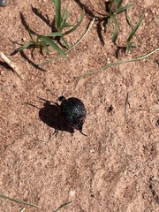 Cysteodemus wislizeni