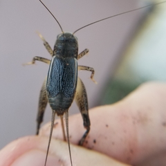 Velarifictorus micado