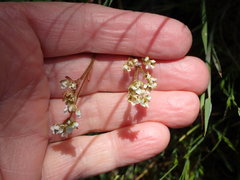 Micranthes integrifolia
