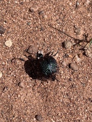 Cysteodemus wislizeni