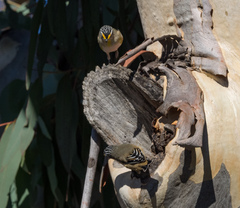 Pardalotus striatus ornatus