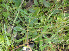 Micranthes integrifolia